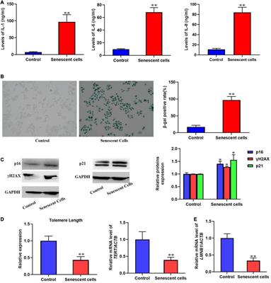 A protocol for rapid construction of senescent cells